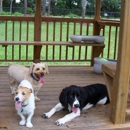 Dog Kidz Country Daycare & Boarding - Pet Stores
