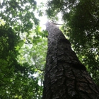 Congaree National Park