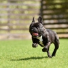Journey's End Pet Cremation Services gallery