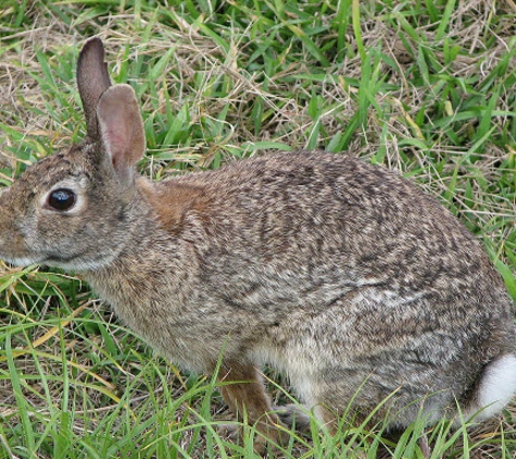 Animal Pest Management Services - Laguna Woods, CA