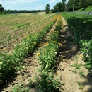 Young's Farm-the Annex - Farms