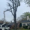 Chester Tree Care gallery