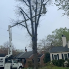 Chester Tree Care