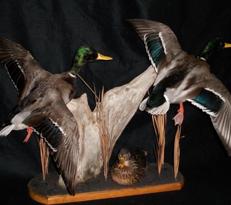 Trainer Taxidermy - Malvern, PA