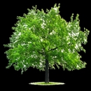 Tree -Mend-Us - Tree Service