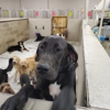 The Barking Lot gallery