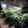 Urban Grow Systems gallery