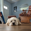 Dog Training Elite Greater Cincinnati gallery