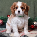 Little Stream Puppies - Pet Breeders