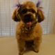 DIPPITY-DO DOG GROOMING