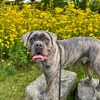 Dog Training Elite Northeast Ohio Facility gallery