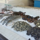 New Deal Fish Market