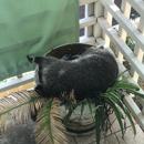 Critter Control - Pest Control Services