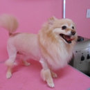 A Nancy's Pet Salon - Pet Grooming