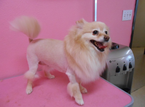 A Nancy's Pet Salon - Moreno Valley, CA