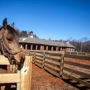 Carolina Equine Hospital