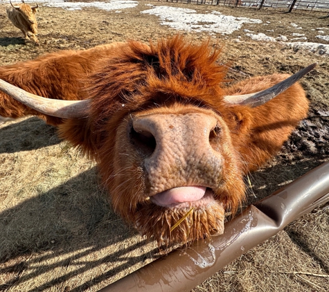 Audra's Copper Coo - Thermopolis, WY. Coo Kisses