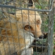 Nuisance Wildlife Evictions LLC