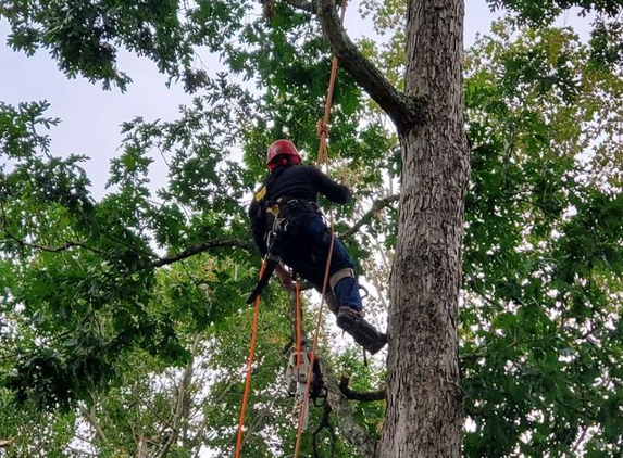 Bob's Tree Services - Southbury, CT