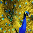 Peacock Bailbonds - Attorneys