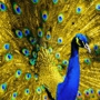 Peacock Bailbonds