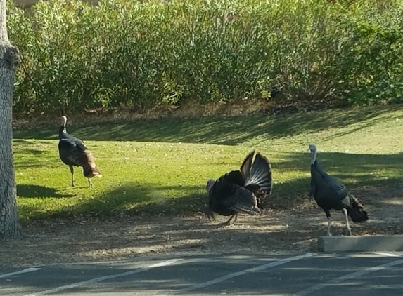 Whitney Oaks Golf Club - Rocklin, CA