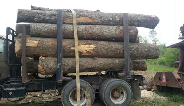 Hard Dollar Logging - Blue Creek, OH