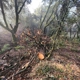 All Aspect Tree Service