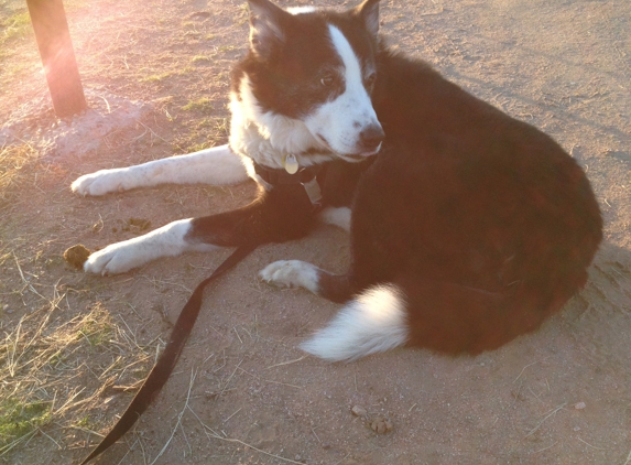 Caring Critters Animal Hospital - Apache Junction, AZ