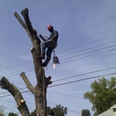 Wilson Tree Service - Tree Service