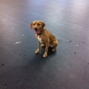 Fido Fitness Club - Parks