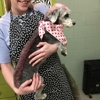 Precious Paws Grooming gallery