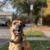 Doggie Daycare Center gallery