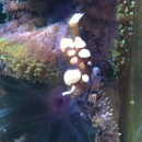 Aquatropics - Aquariums & Aquarium Supplies