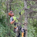 A + A Tree & Landscaping - Stump Removal & Grinding