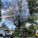 Primetime Tree and Landscape Services - Tree Service