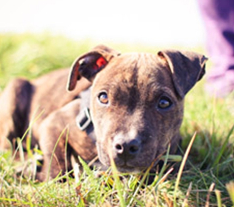 Macleay Valley Veterinary Services - Kempsey, NSW. Puppy Pre-School