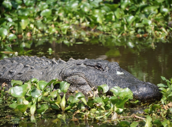 Ultimate Swamp Adventures - Westwego, LA