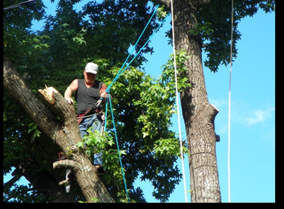 Bridges Tree Experts - Charlotte, NC