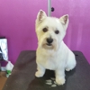 Best in Show Dog Grooming gallery