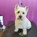 Best in Show Dog Grooming - Pet Services