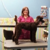 Professional Grooming By Heather gallery