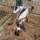 Johnson County Fair Board