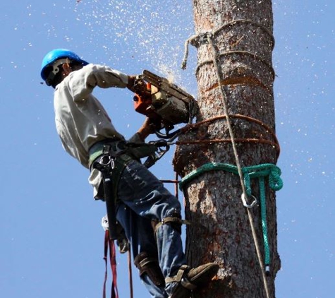 Alexa's Tree Service LLC - Vancouver, WA