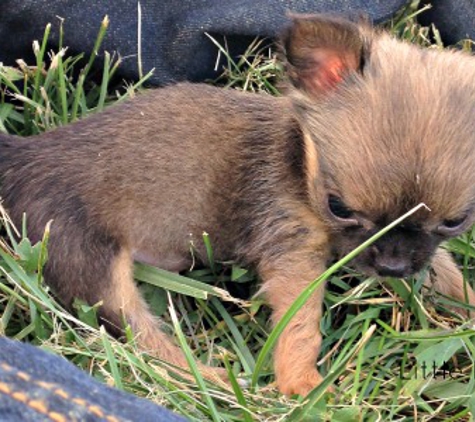 Motley Kennels - Drexel, MO