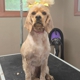 Coats & Tails Grooming and Boarding
