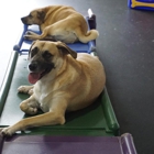 Digs Dog Care