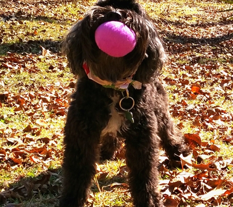 ~Sarah's Pet Sitting & Walking~ - Rocky Point, NC