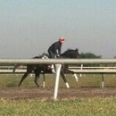 Palm Meadows Training Center - Horse Training