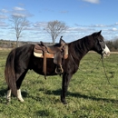 New England Horse Company - Horse Dealers